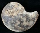 Choffaticeras Ammonite - Goulmima, Morocco #13300-1